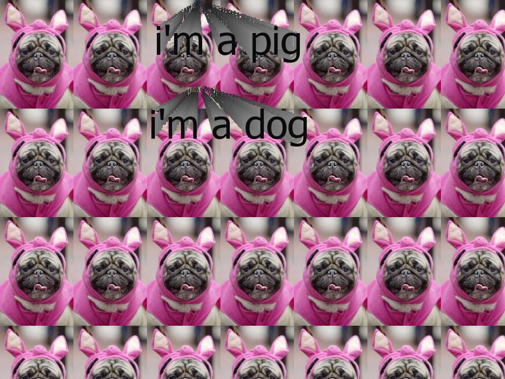 pigdog