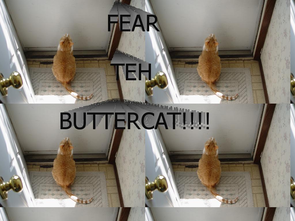 buttercat