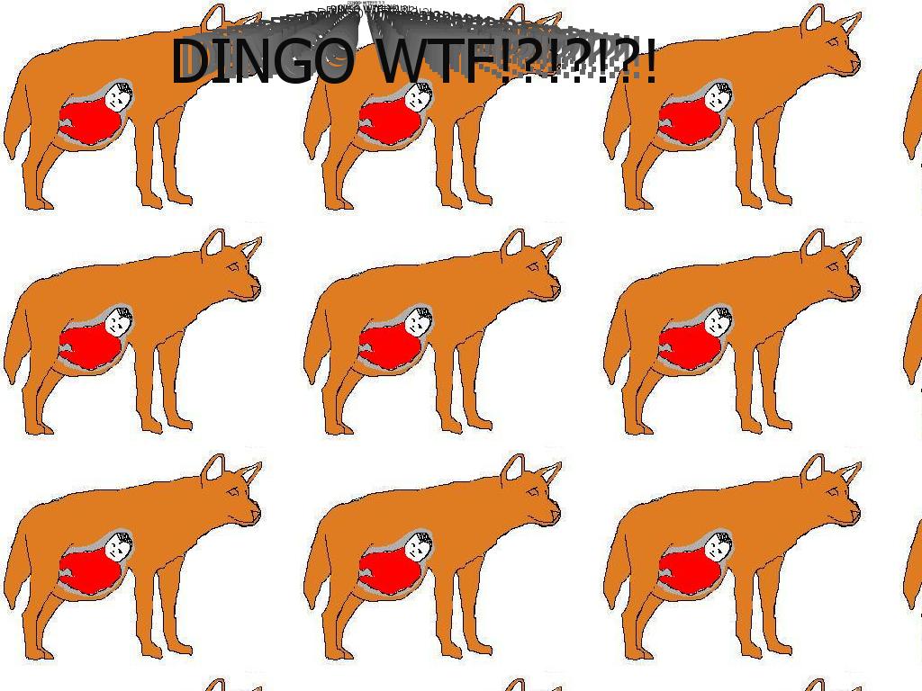 dingoomg