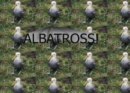 Albatross!