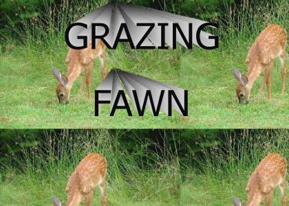 Grazing Fawn