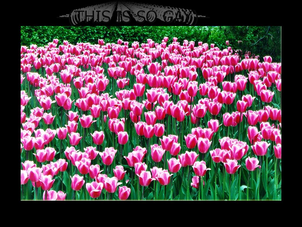 yaaayfortulips