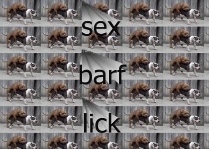 Dog has sex then barfs then licks it