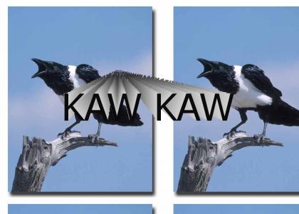 Kaw Kaw!!