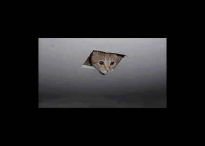 Ceiling cat... wait what? <REFRESH>