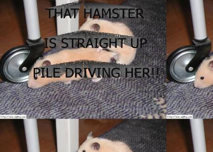 Hamster Porn