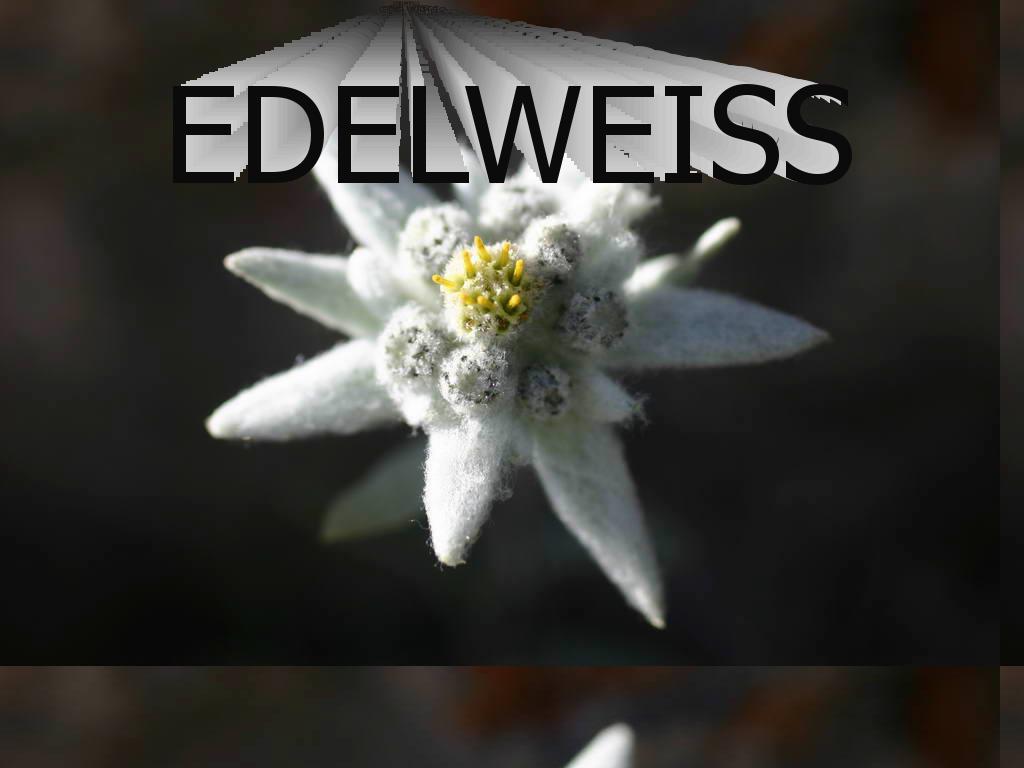 edelweiss