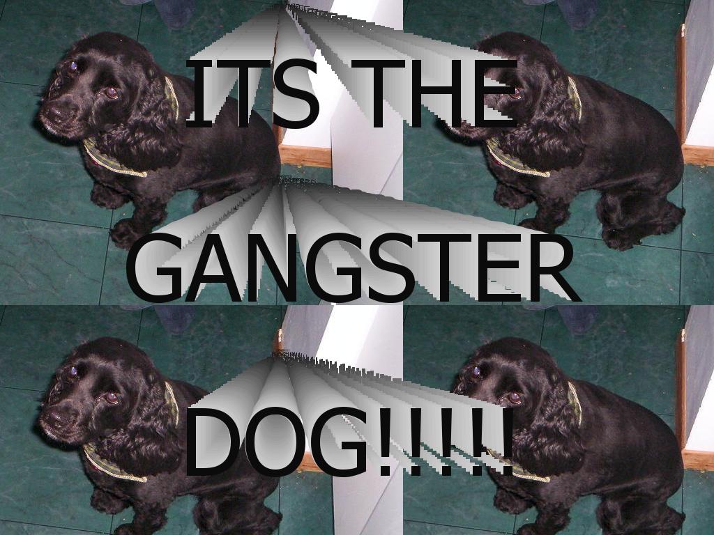 gangsterdog
