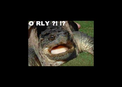 Turtles, O RLY ?