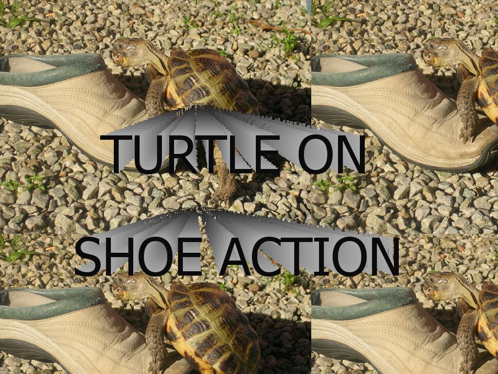 turtleonshoeaction