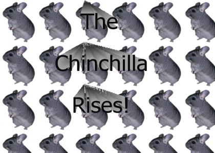 Rise of the Chinchilla