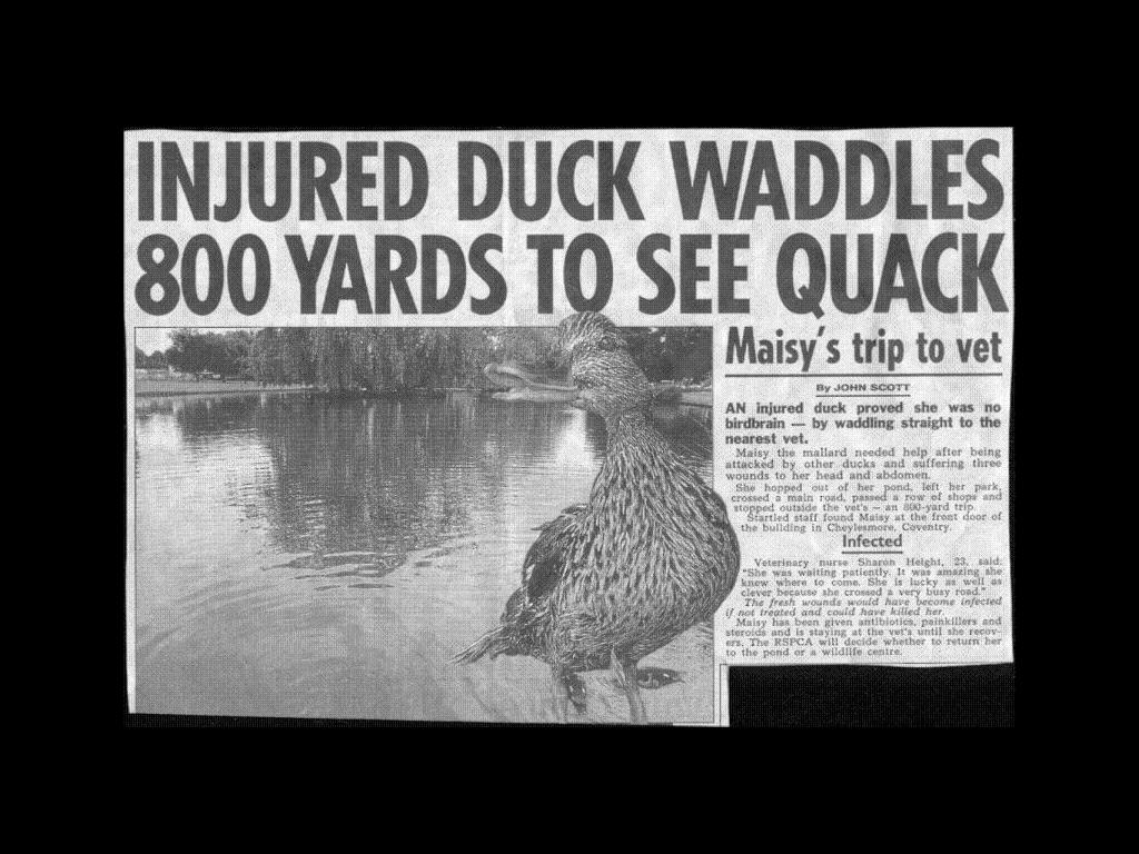 duckquack