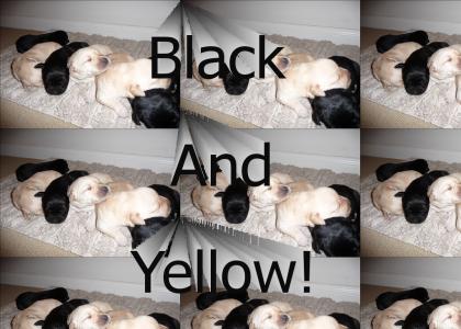 Black And Yellow