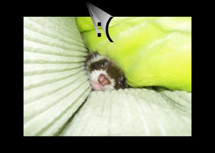 Ferret finds no way out!