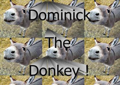 Dominick The Donkey !