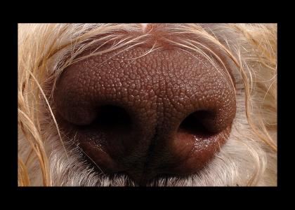 Dog sniffs your soul