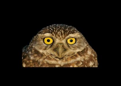 The ORLY? owl stares into your soul