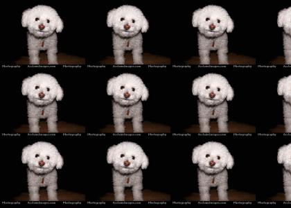 Look at the cute li'l poodle!!