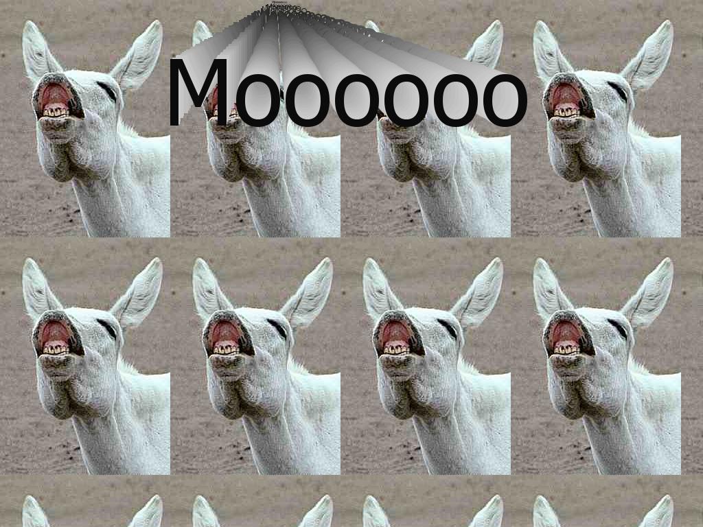 moodonkey