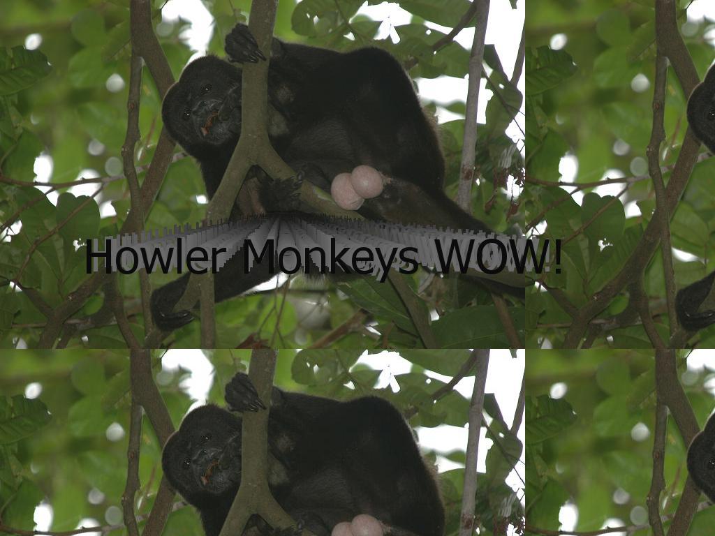 howlermonkeys