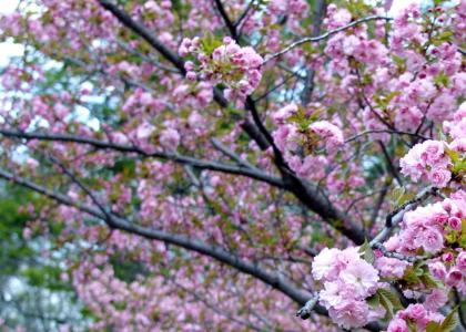 Cherry Blossom Color Season