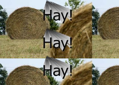 Hay!