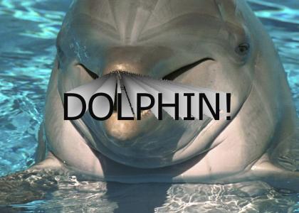 DOLPHIN!