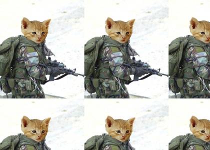 War Cat