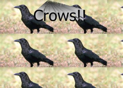 Caw!! Caw!!