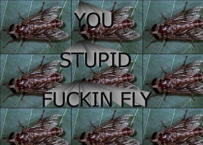 YOU STUPID FLY