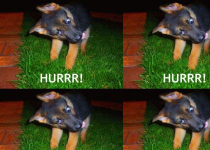 What happens when a dog stops suddenly?