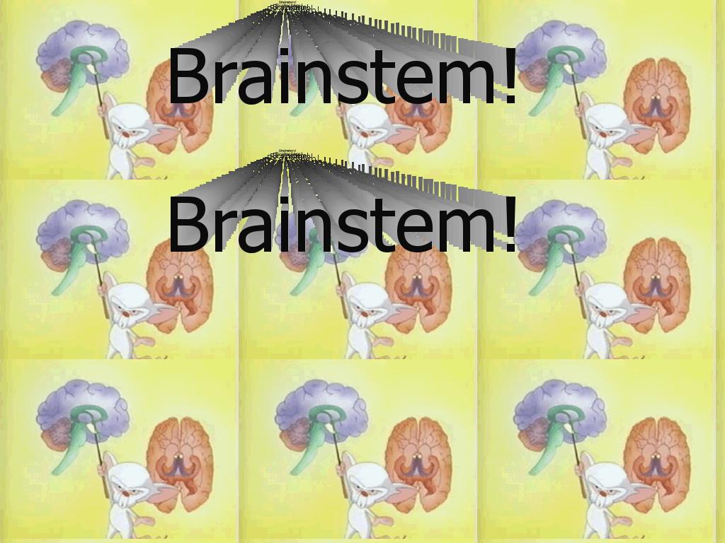 brainstem