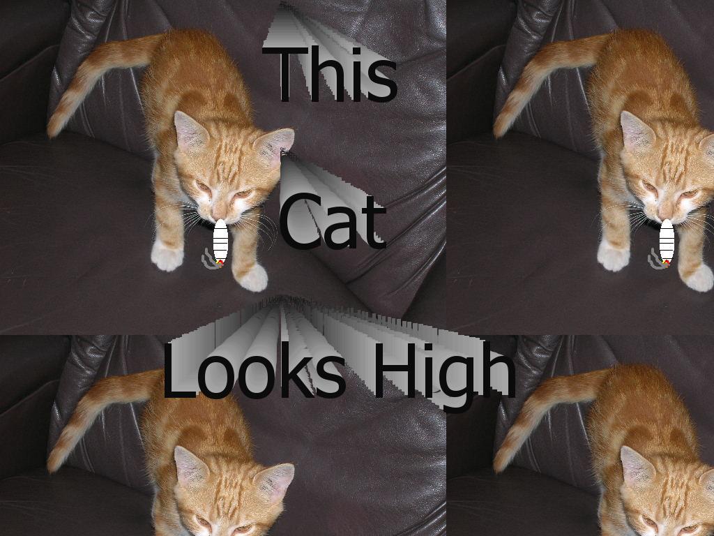 high-cat