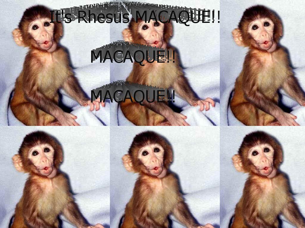 macaque