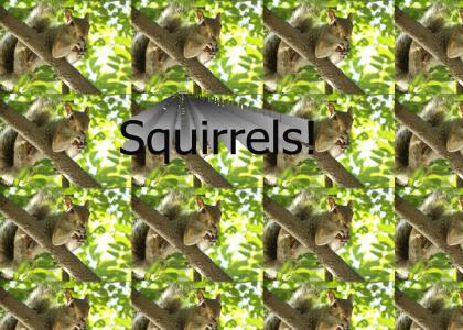 Squirrels!