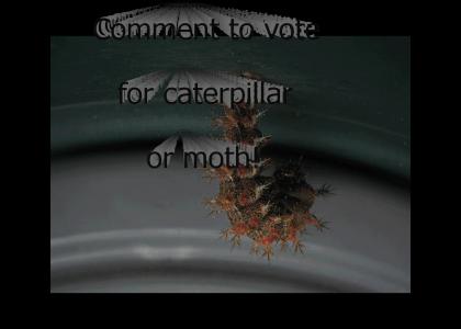 Bug of the Year Awards! Round 10