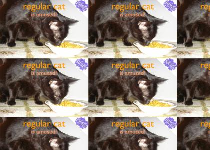 PTKFGS: Regular cat is amused v. 0.5