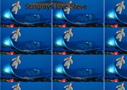 Stingrays Love Steve Irwin