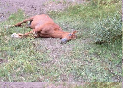 HORSES ARE BEAUTIFUL