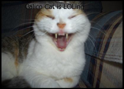 Calico Cat is LOLing