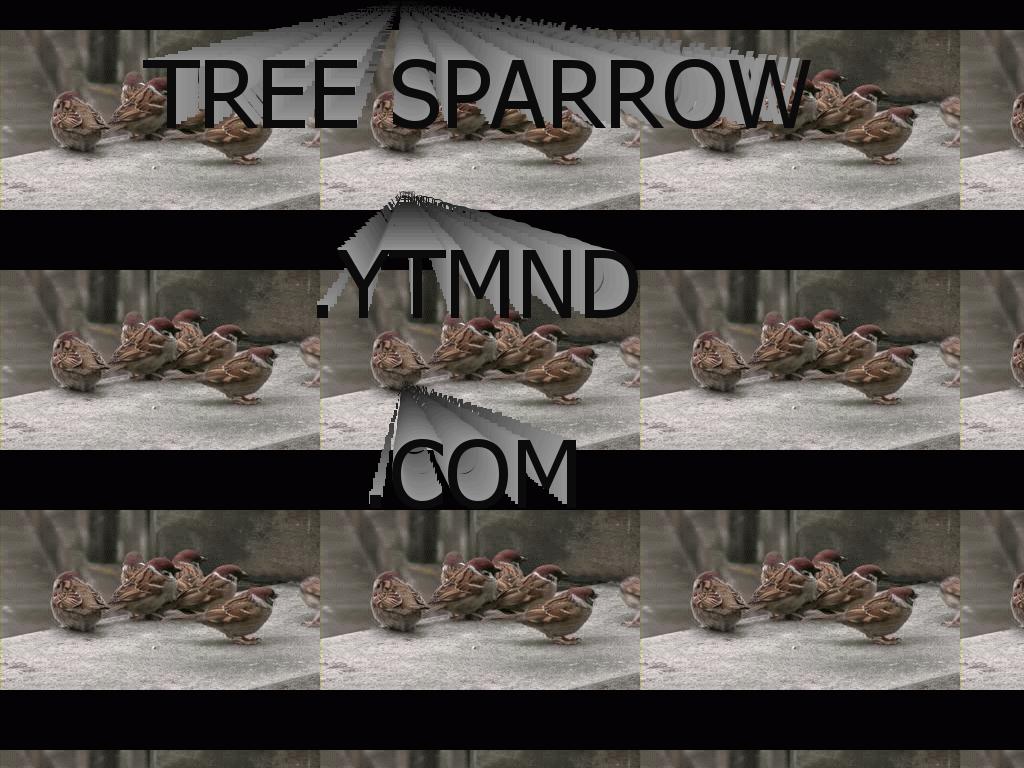 treesparrow