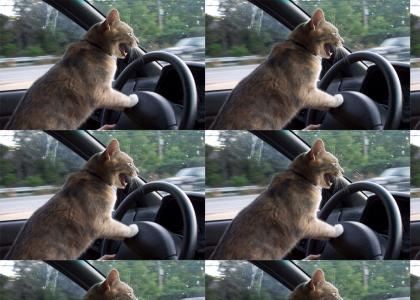 Driving Cat Doesn't Change Facial Expressions
