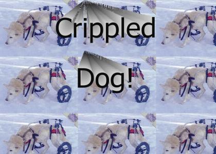 PTKFGS: Crippled Dog!