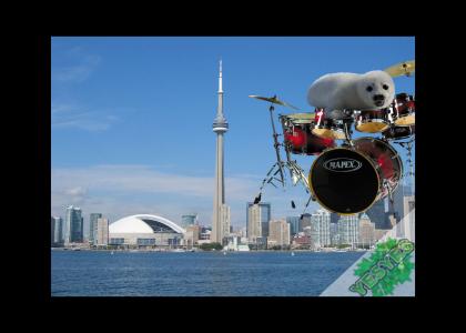 Seal on a drum set in Canada