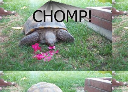 CHOMPTMND: TURTLE CHOMP