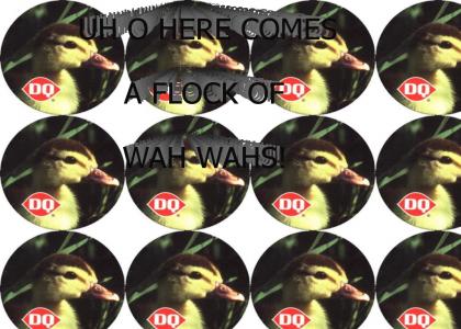 HERE COMES A FLOCK OF WAH WAHS