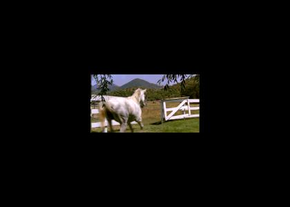 Horse runs majestically out of gate