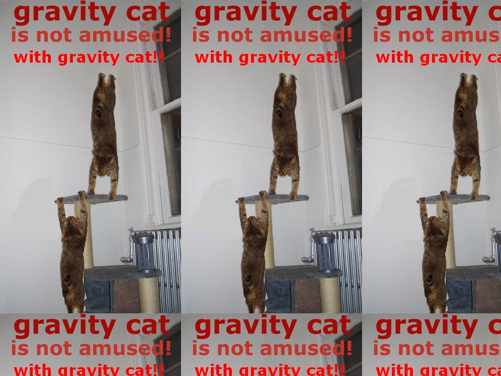 gravitycatnotamusedwithself