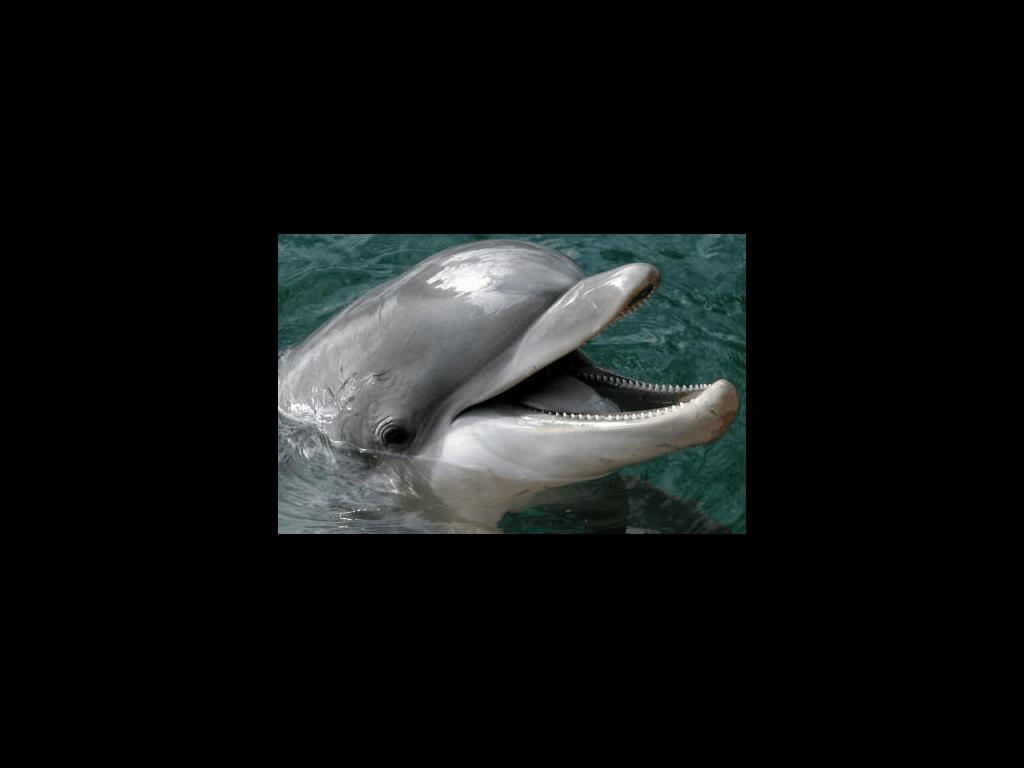 happydolphins