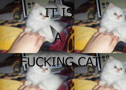 IT IS A CAT
